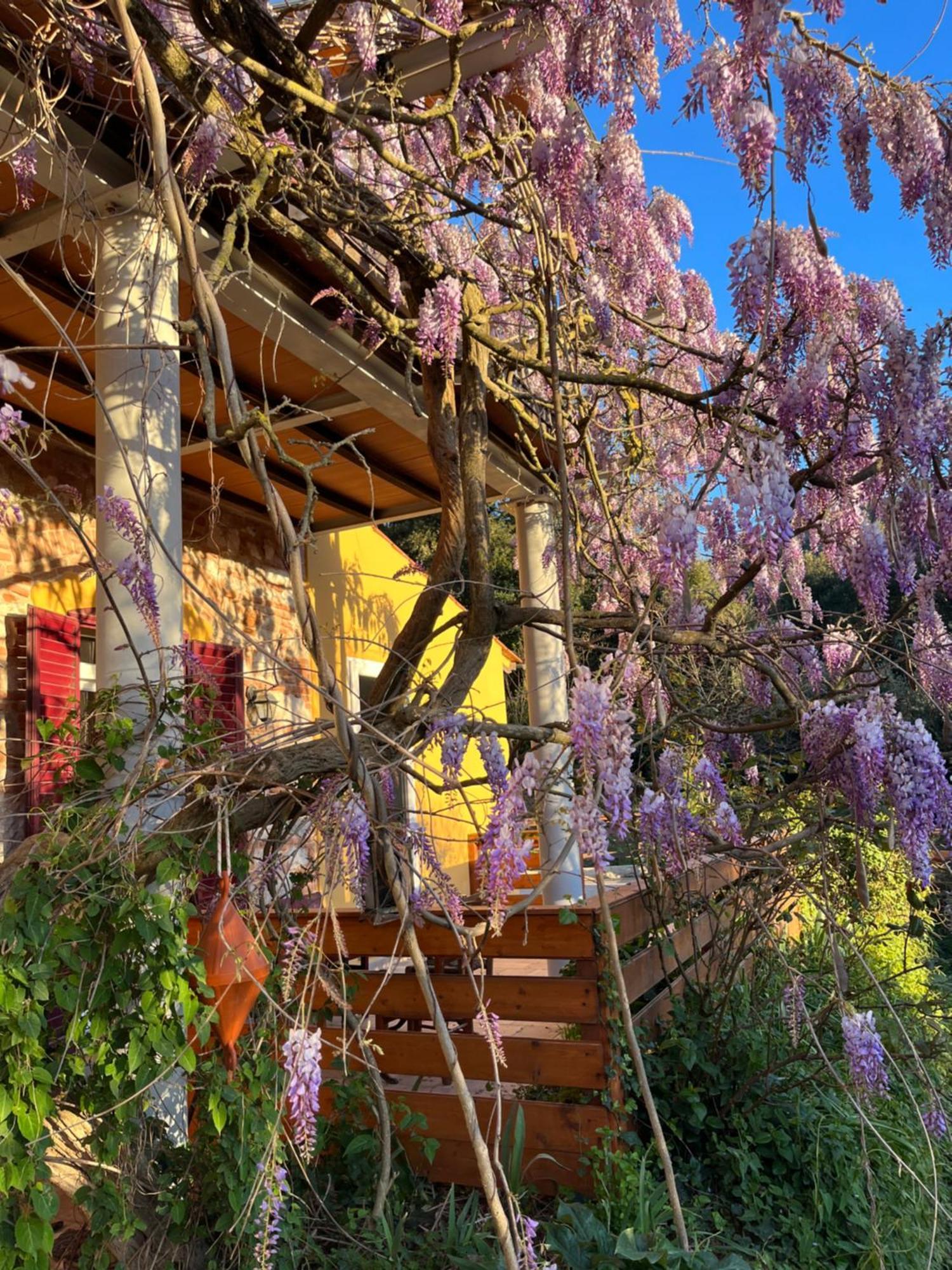 La Fucinaia Pet Friendly B&B Campiglia Marittima Exterior foto