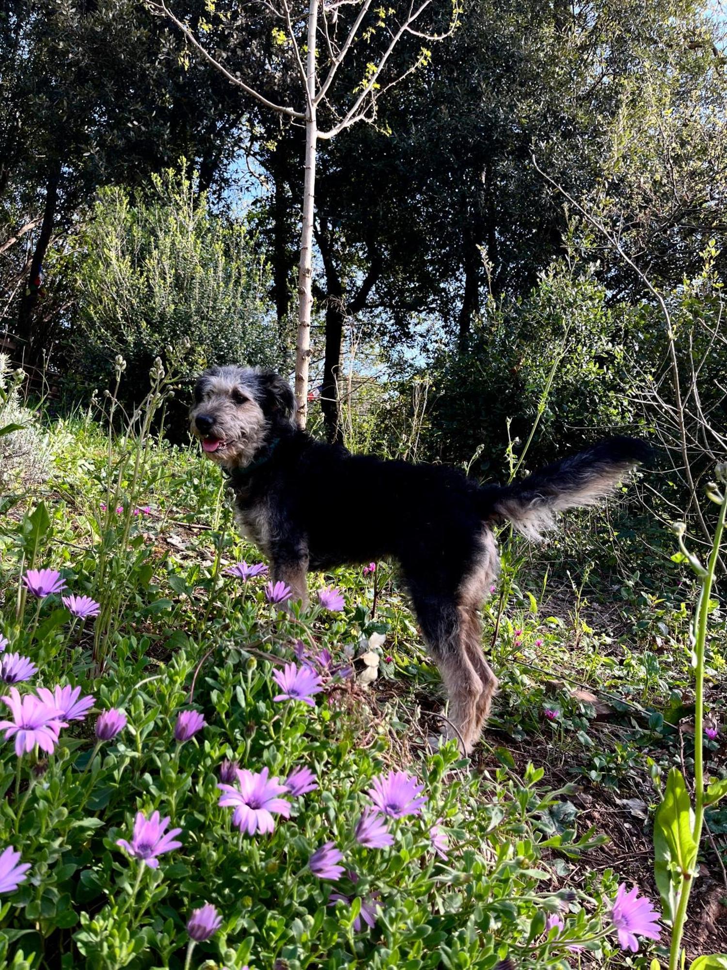 La Fucinaia Pet Friendly B&B Campiglia Marittima Exterior foto